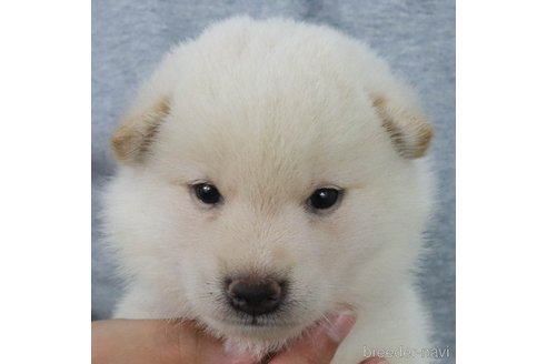 成約済の愛知県の柴犬-329245の3枚目